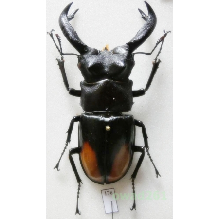Hexarthrius parryi paradoxus Mollenkamp 1897 +75mm Indonesia, Sumatra Is17e